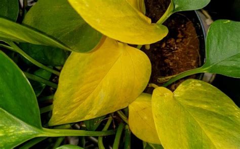 Pothos With Yellow Leaves Pothos Plant