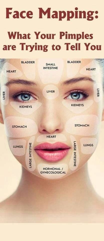 An Interesting Diagram That Shows What Can Cause Acne On Different