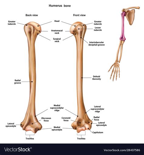 Long Bone Diagram Labled Humerus Bone Labeled Vector Illustration The