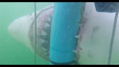 Terrifying Video Shows Great White Shark Biting Shark Cage Divers