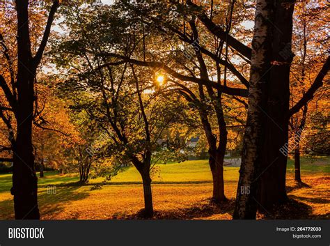 Forest Spring Image And Photo Free Trial Bigstock