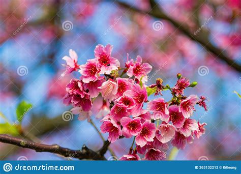 Sunny View Of Cherry Blossom In Yangmingshan National Park Stock Photo