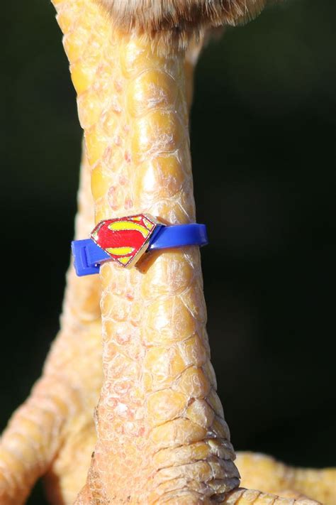How to stop inner thigh chafing, chub rub, whatever you want to call it! Fun way to identify your birds! Charm Leg Bands are enjoyable to see on your feathered friends ...
