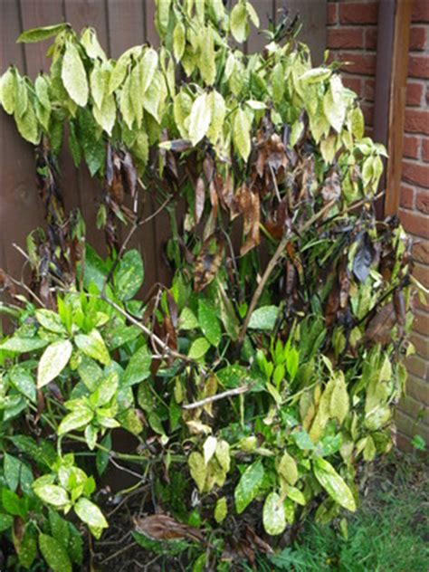 Be it your mom, daughter, bestie, work. Is this laurel dying? : Grows on You
