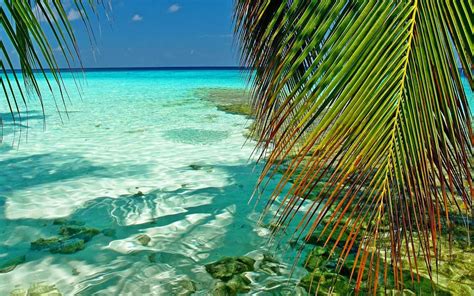 Green Palm Tree Nature Landscape Maldives Tropical Hd Wallpaper