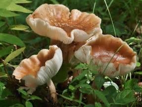 Mushrooms in Maine | Maine Public