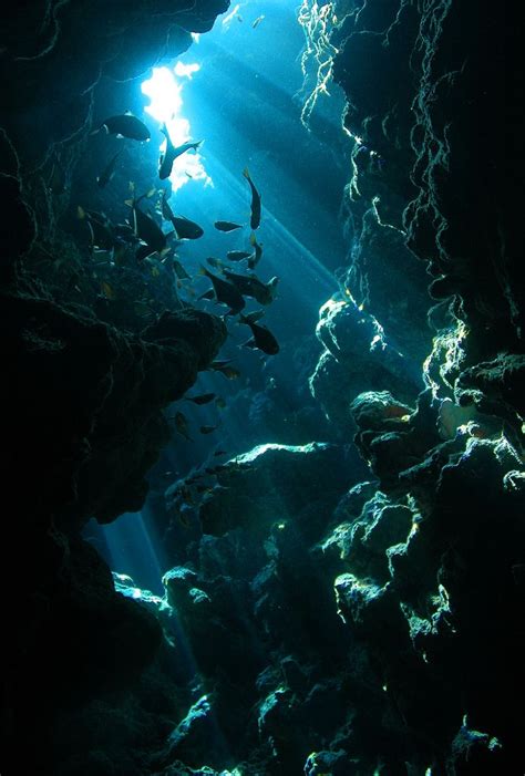 An Underwater Cave Filled With Lots Of Fish And Sunlight Shining