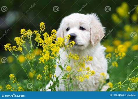 Adorable Golden Retriever Puppy Outdoors In Summer Stock Photo Image