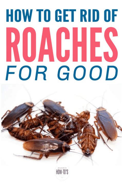 How To Get Rid Of Roaches In My Kitchen Roach Cockroach Insect