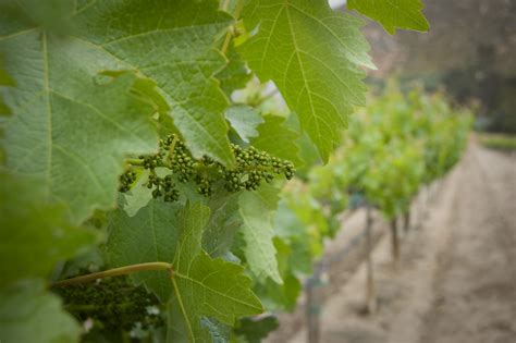 Inicio De Un Pampano En Lacetto En La Ruta Del Vino En Rommel