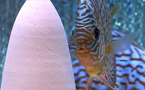 German Red Turquoise Discus Proven Breeding Pair