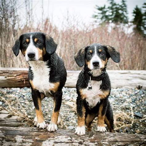 Entlebucher Mountain Dog Temperament Lifespan Shedding Puppy