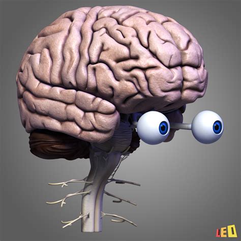 3d 3d Studio Brain Human Nervous