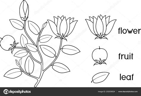 Imagenes De Plantas Con Flores Y Sin Flores Para Colorear Flores de Papel