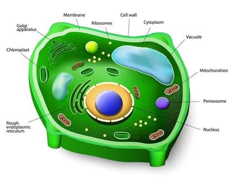 Plant Cell Parts Biology Wise