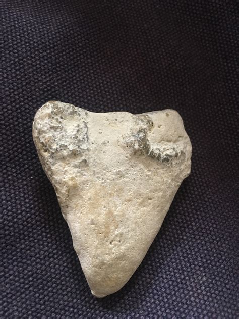 Hi Is This A Fossilized Tooth Fossil Id The Fossil Forum