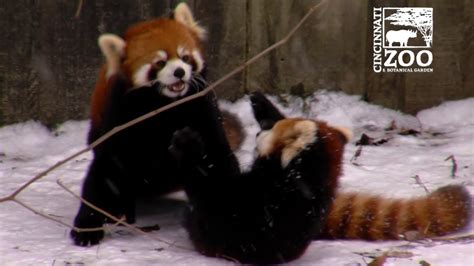 Red Panda Cubs Love Snow Cincinnati Zoo Youtube