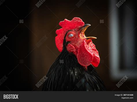 Imagen Y Foto Black Cock Close Prueba Gratis Bigstock