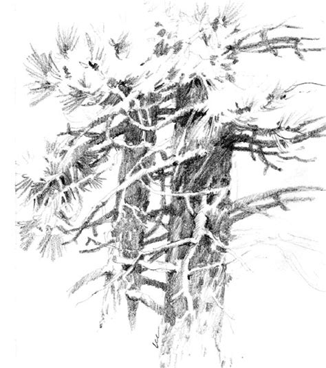 This tree grows on the rim at bryce canyon national park bark on a tree in the spring mountains, nevada. Roland Lee Travel Sketchbook: Zion Ponderosa Ranch