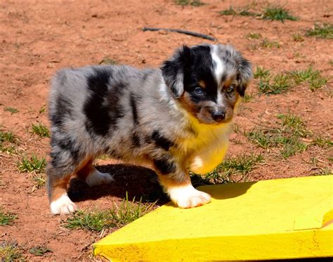 Check out car rentals in tri cities and travel to sacagawea state park where you can walk, hike, or cycle the sacagawea heritage trail's 67 miles of. Color Country Aussies | Miniature Australian Shepherd Breeder | Cedar City, Utah