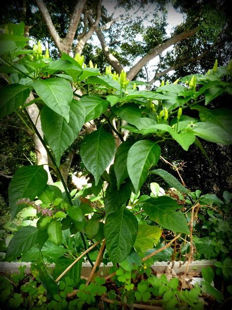Pepper plants live in gardens for only a single growing season. Maui Jungalow: Teeny Red Hawaiian Chili Peppers