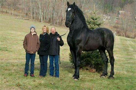 Absolute Unit Of The Largest Horse In The World Rabsoluteunits