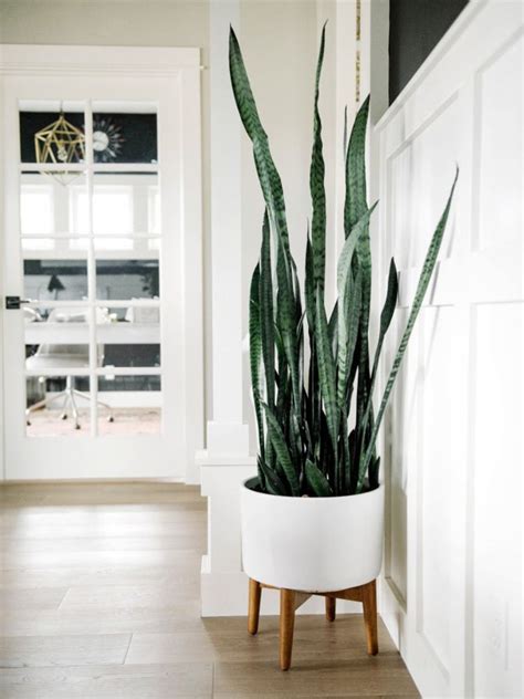 Preferisci qualcosa di piccolo e discreto? Le piante d'appartamento più belle per arredare la casa | Piante d'appartamento, Arredamento ...