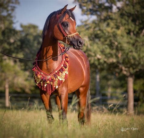 For Sale Ld Arabians Straight Egyptian Arabian Horses For Sale