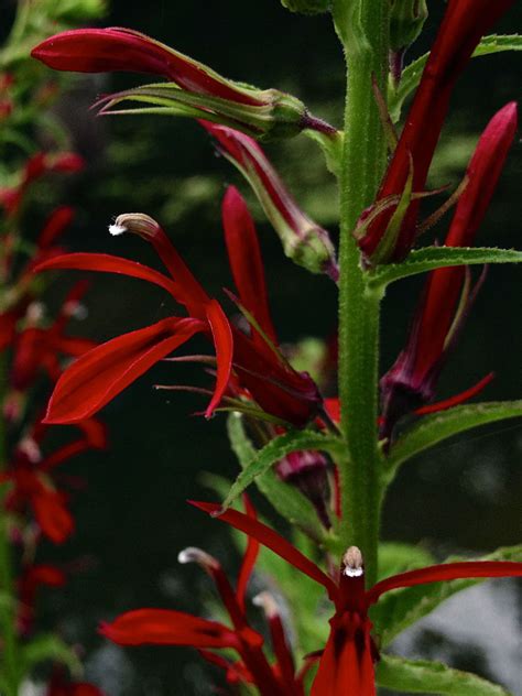 How To Grow Cardinal Flowers A Native Plant Dengarden