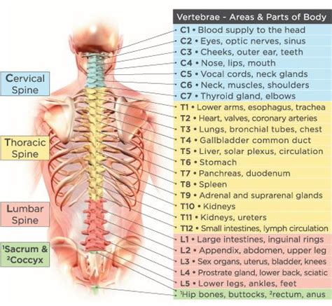 At spine and sports chiropractic, our goal is to get you back to the activities you love. End The Confusion: Science and Research Prove Chiropractic ...