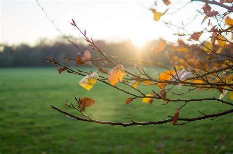 gambar pohon alam cabang mekar menanam sinar matahari pagi bunga musim gugur botani