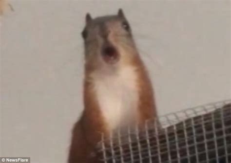 Japanese Squirrel Kumi Makes Bizarre Howling Sounds In Humorous Video