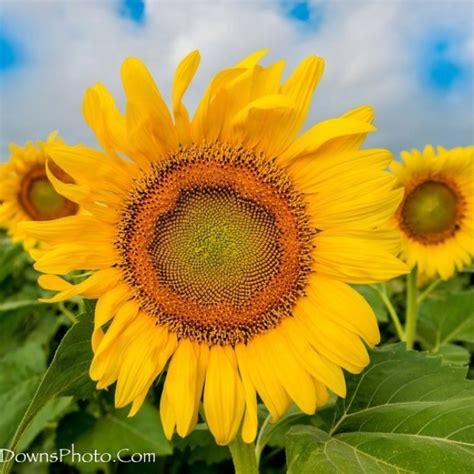 Smile Sunflowers To Brighten Your Day Sunflower