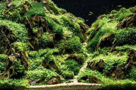 If some one can provide me some code snippet how to propagate the exceptions to the caller of mymethod() so that i can display them in a dialog box in the caller method. Java Moss: Everything To Know About This Marvelous Moss ...