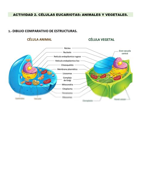 Solution Celulas Eucariotas Animal Y Vegetal Studypool