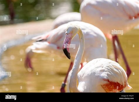 Flock Of Pink Flamingos In Wilderness Stock Photo Alamy