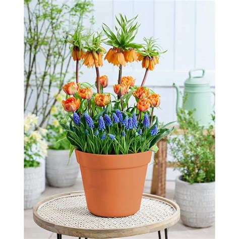 Van Zyverden Harmony Spring Blooming Patio Planter Kit Set Of 40 Bulbs