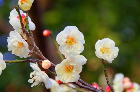 Free Images Nature Branch Blossom Fruit Flower Petal Food