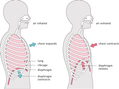 Why Is Diaphragmatic Breathing Important Stay Tuned Sports Medicine