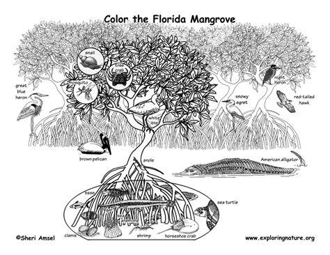 What kind of bird is the state bird of florida? Florida Habitats, Mammals, Birds, Amphibians, Reptiles