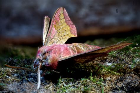Maybe you would like to learn more about one of these? nachtfalter gestackt Foto & Bild | tiere, wildlife ...