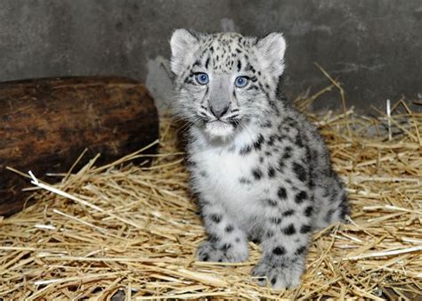 Snow Leopard Cub Born At Brookfield Zoo Zooborns