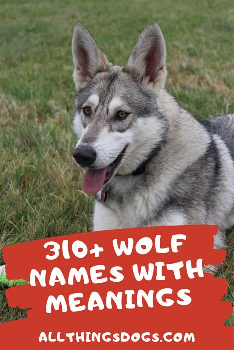 60 Stunning Alaskan Dog Names For Male Female Pups Artofit