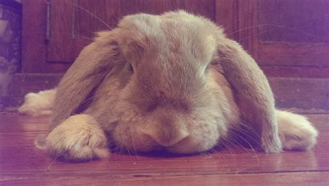 Sleepy Bunny Free Photo Download Freeimages