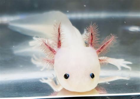 You already know that axolotls are critically endangered species. Bluegill Leucistic (Lucy) Axolotl, 4" #26810 • Fantaxies