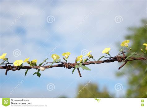 Thousands Of Yellow Flowers On Old Rusty Barbed Wire Stock Photo