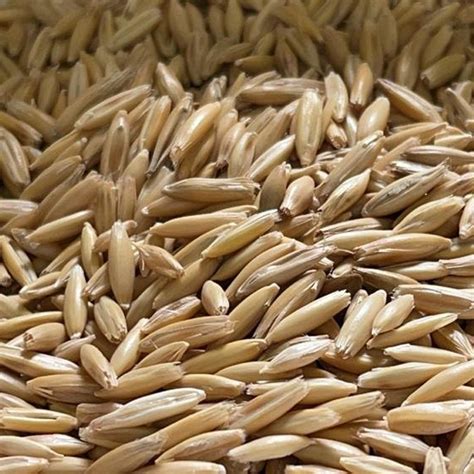 Notified Oats Seeds Packaging Type Loose At Rs 40kg In Ludhiana Id