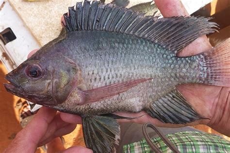 Concerns Over Tilapia Biodiversity The Fish Site