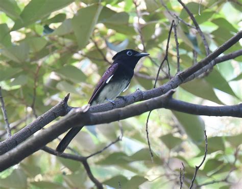 Japanese Paradise Flycatcher Flycatchers 鶲 Landbirds 陸鳥 Hkbws
