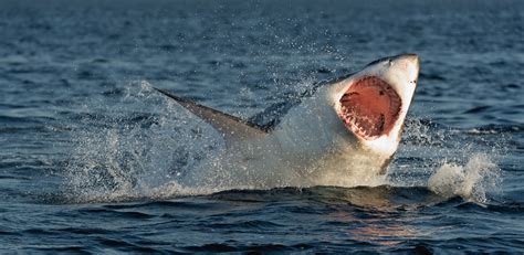 Just how intelligent are sharks? white shark | Size, Diet, Habitat, Teeth, Attacks, & Facts ...
